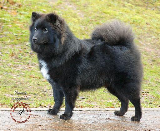 Finnish Lapphund 9T039D-035.JPG